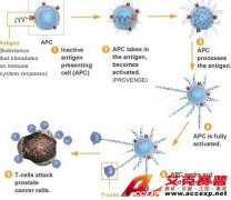 Provenge免疫系統(tǒng)絕地反擊